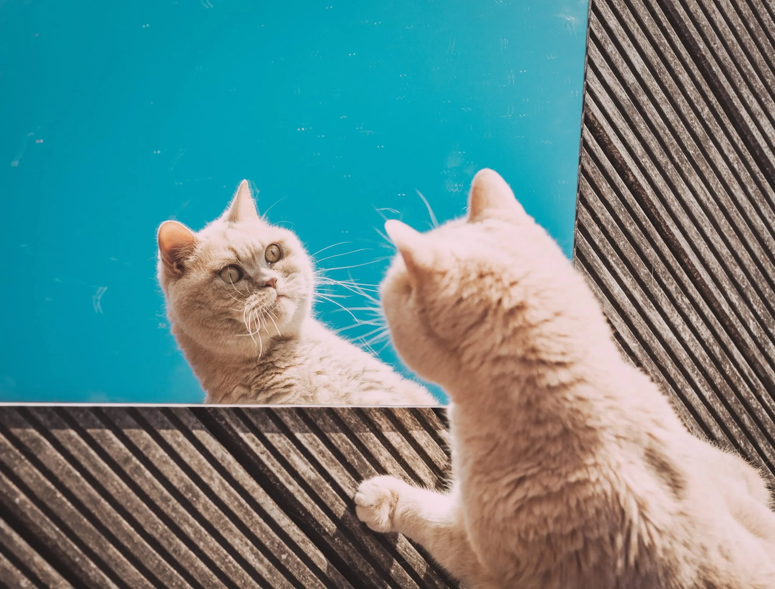 Fat cat looking in a mirror