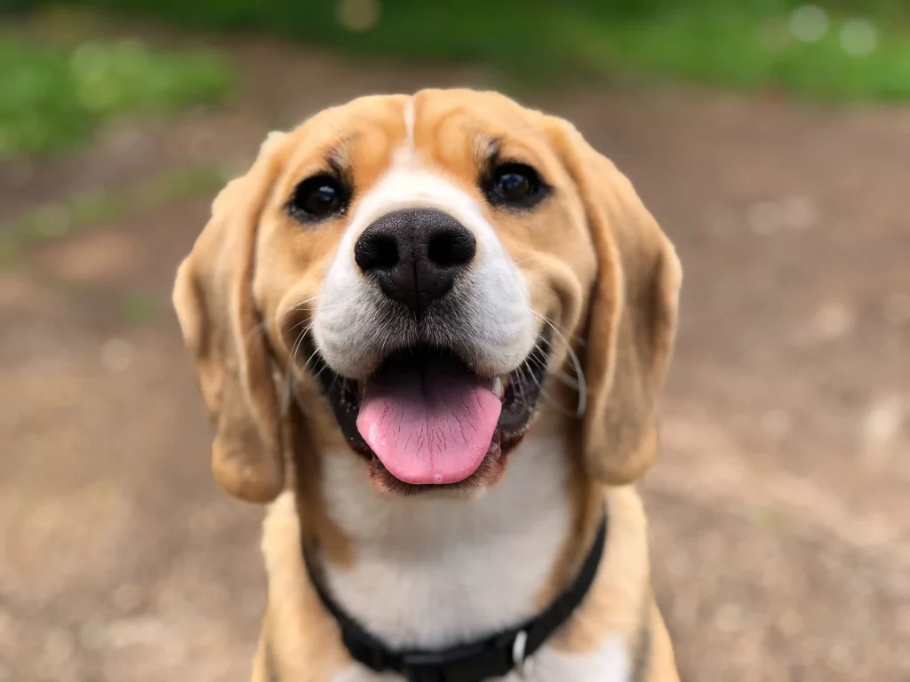 Beagle facing camera