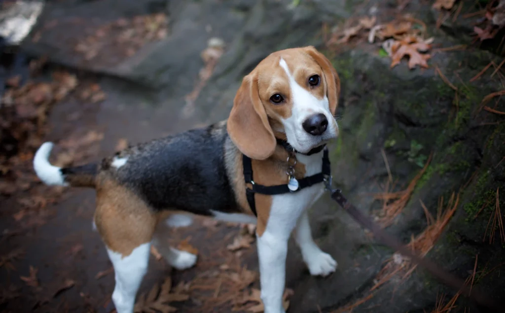 Beagle in the autumn