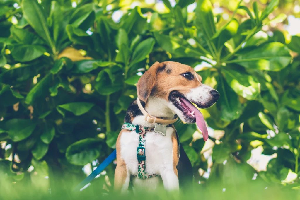 Closeup Beagle among trees