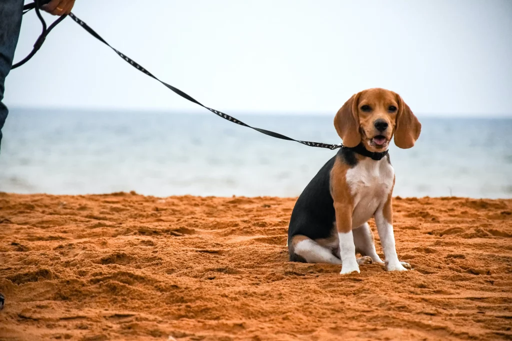 Closeup leashed Beagle on the beach