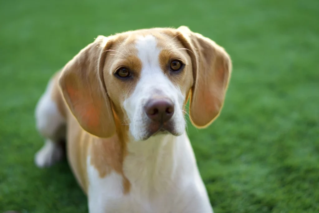 Cute Beagle on grass - close up