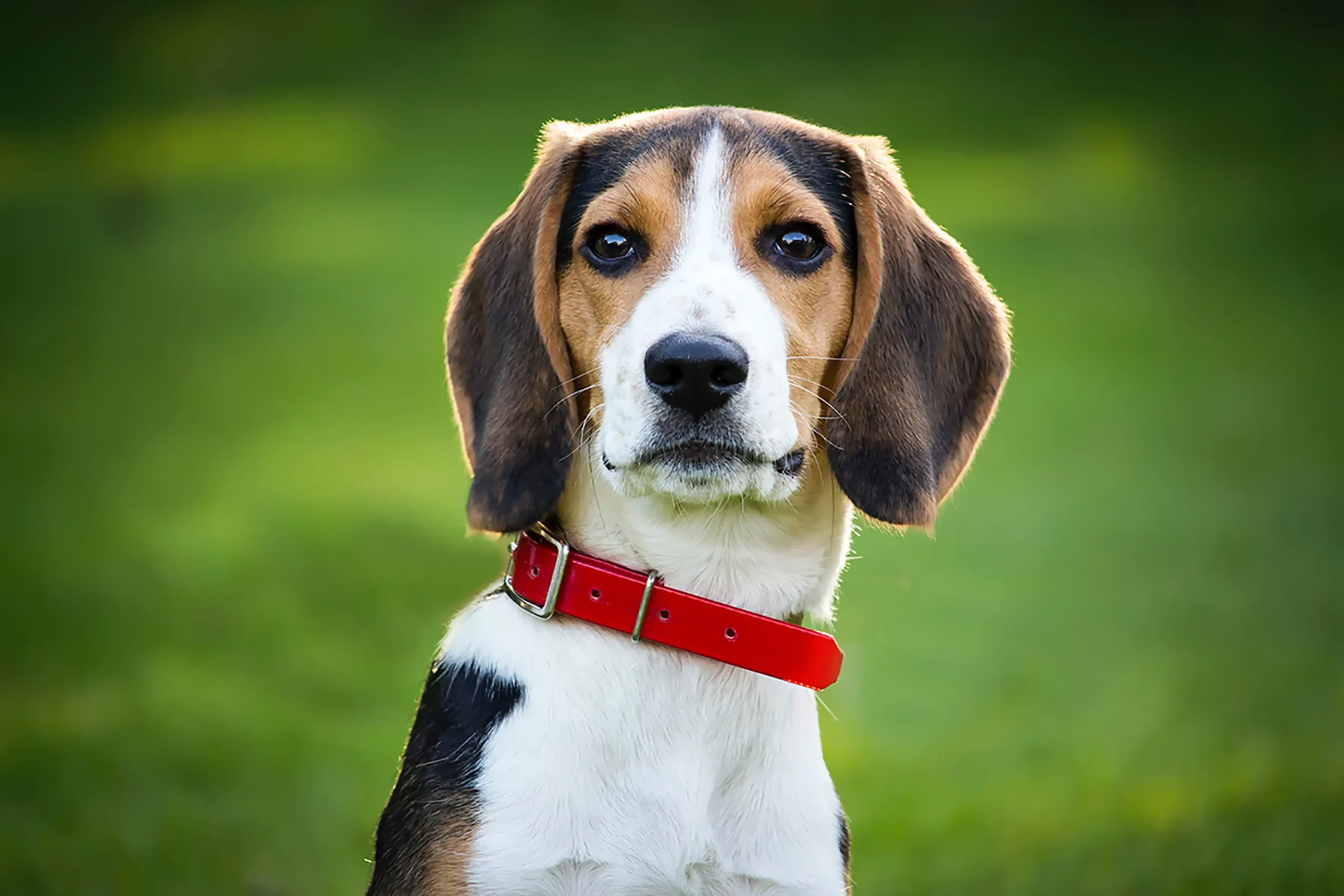 Cute Beagle with red Collar