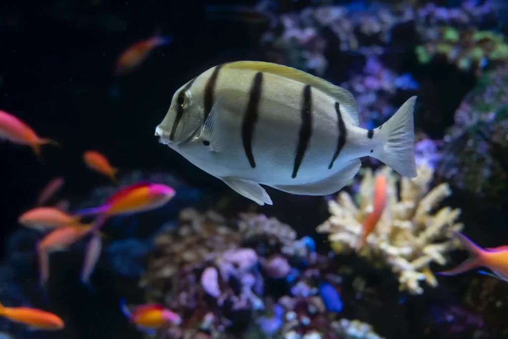 Fishes in aquarium bright