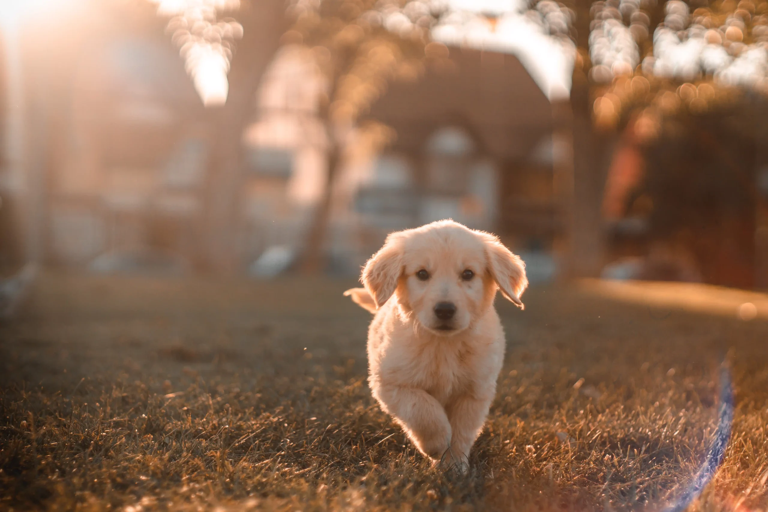 Golden Retriever Puppy Running on grass, sun shinning from behind
