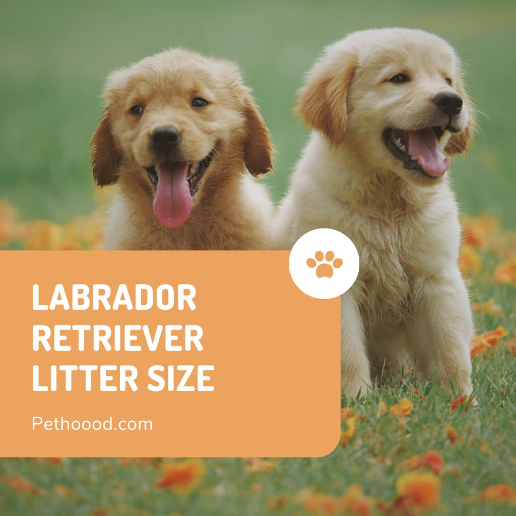 Labrador Retriever Litter Size