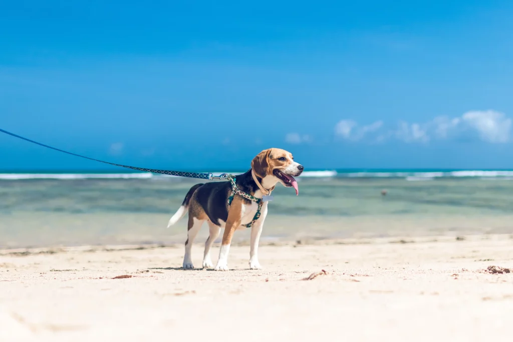 Leashed Beagle on the beach