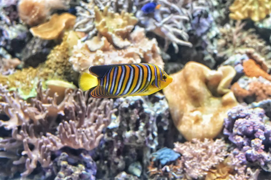 Lonely fish in aquarium